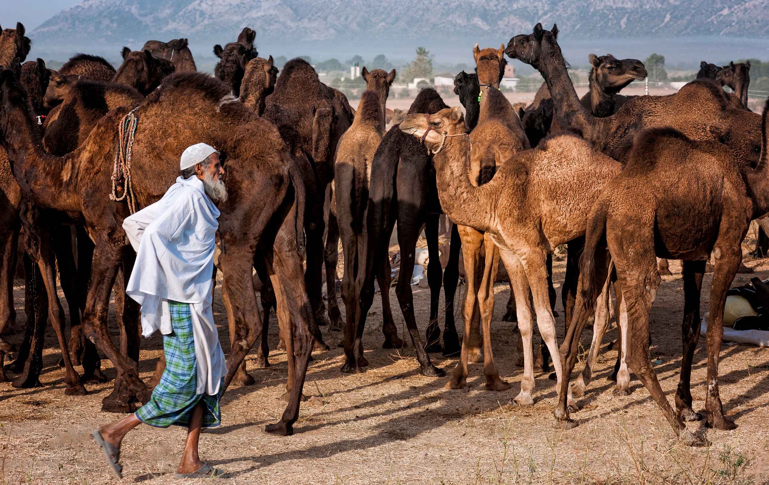 A camel herder drives a herd through the Thar Desert towards Pushkar for the annual trade fair, Rajasthan, India [image: Alamy]