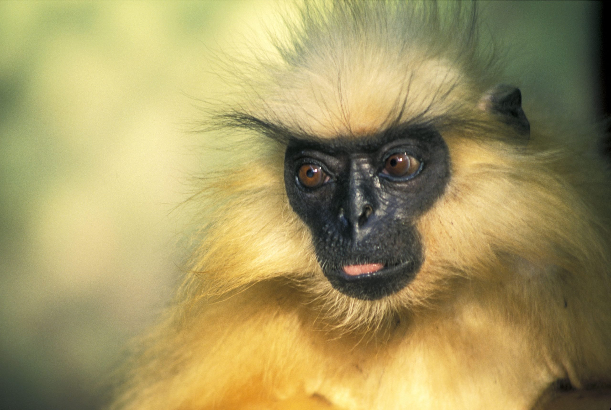 <p>The golden langur is one of the world’s most endangered primates and is only found in Bhutan and Assam in north-east India [image by: Neeraj Mishra/Alamy]</p>