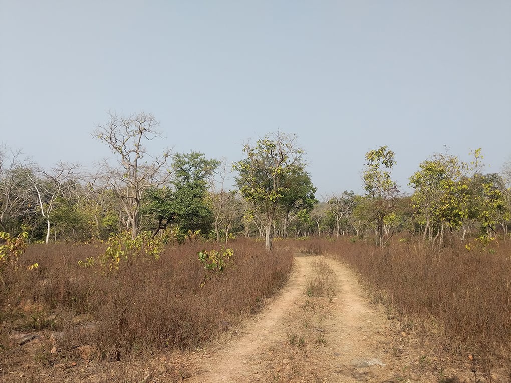 Degraded forest inside the Mahaveer Swami Wildlife Sanctuary