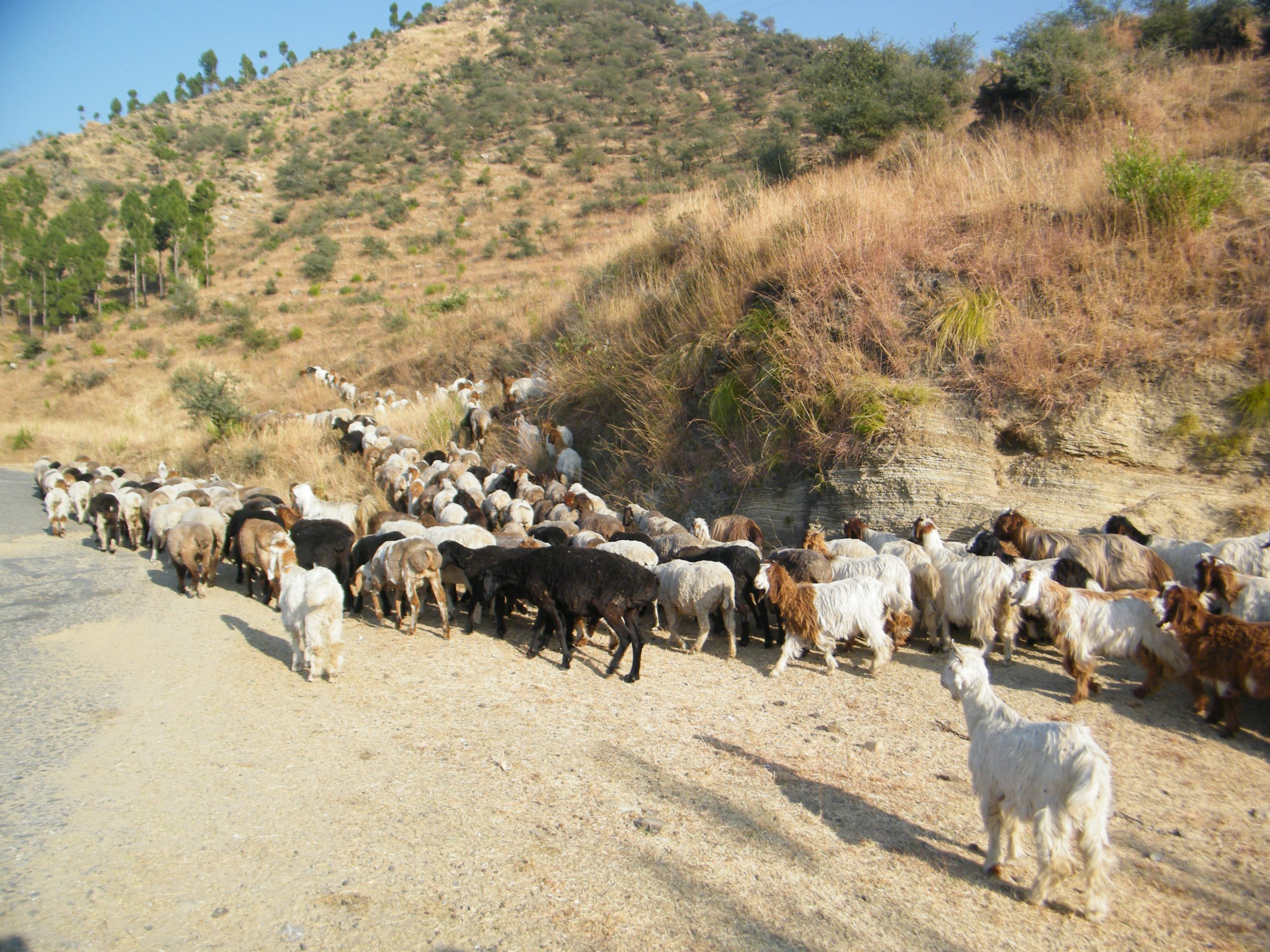 Bakarwal goats, Mohammad Nafees