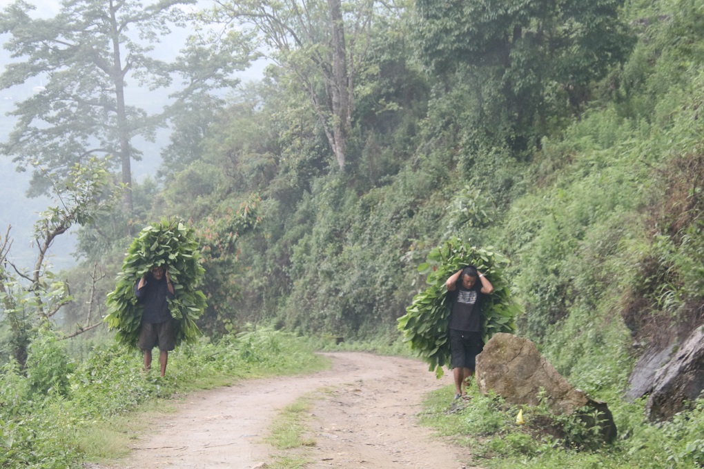 Two men carrying grass to Kana, a village in Dagana