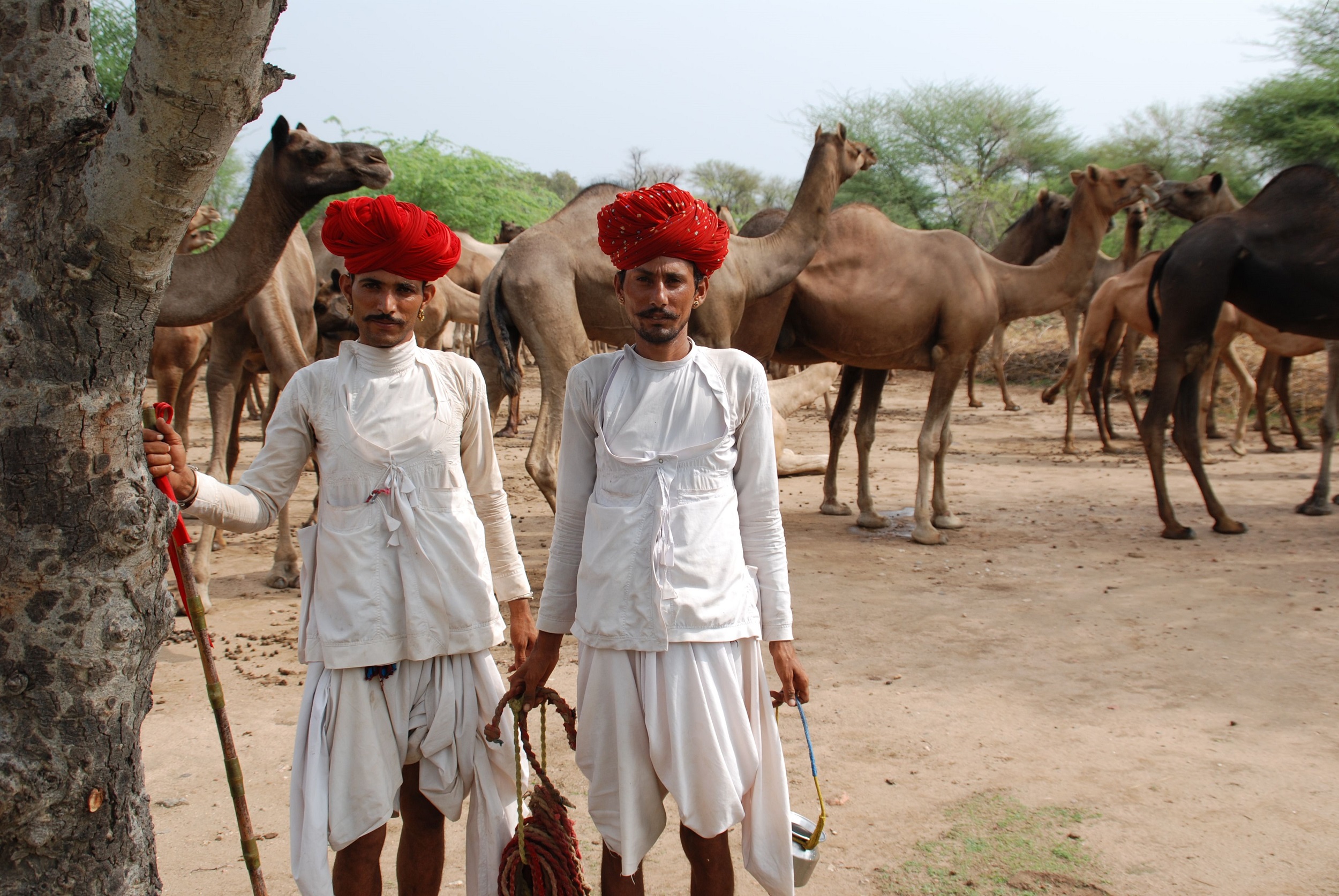  Two pastoralists stand in front of camels. Adaptive practices of pastoralists rarely make it into the books of "official knowledge" [image by: Ilse Köhler-Rollefson]