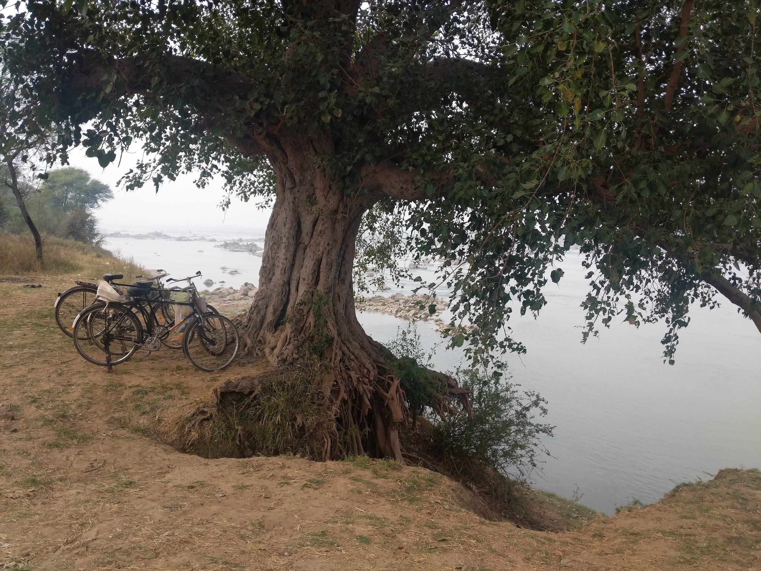 <p>Erosion by the Betwa river endangers a tree [image by Mohit M. Rao and Astha Choudhary]</p>