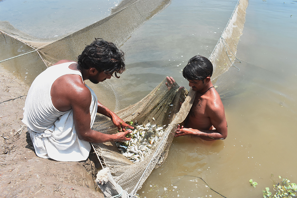 Sindh fishers sort the trash fish caught in their net 