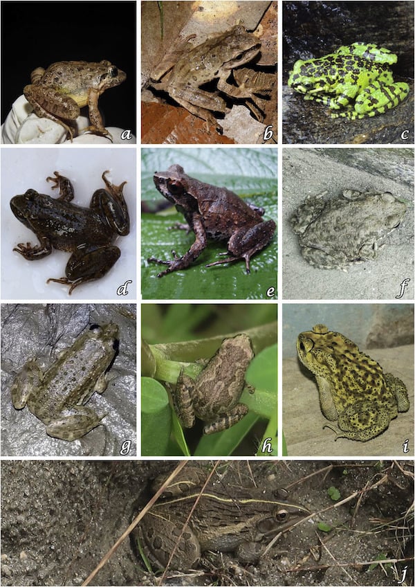 Types of frogs documented in the CARON study