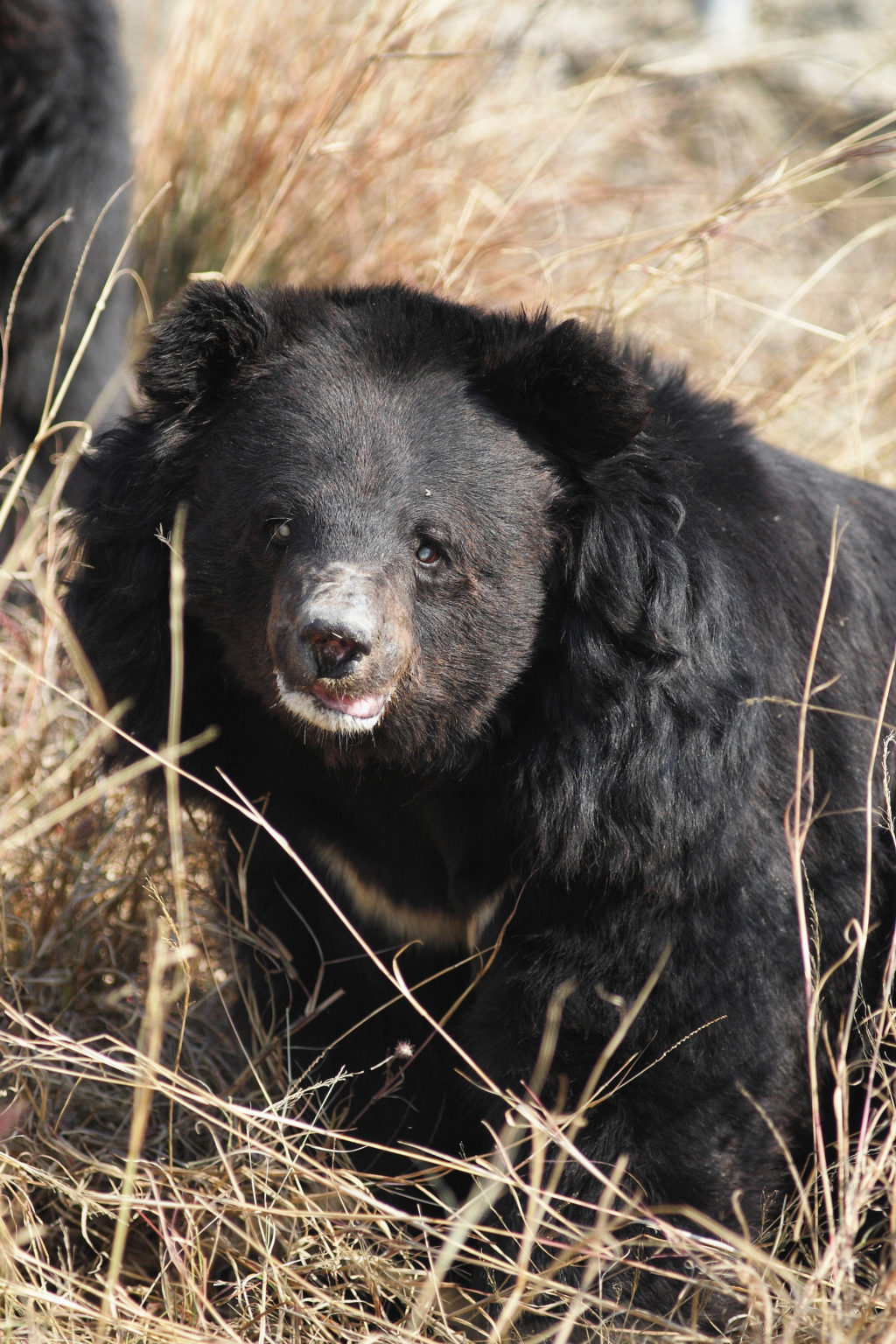 A rescued Asiatic black bear at Balkasar Bear Sanctuary 