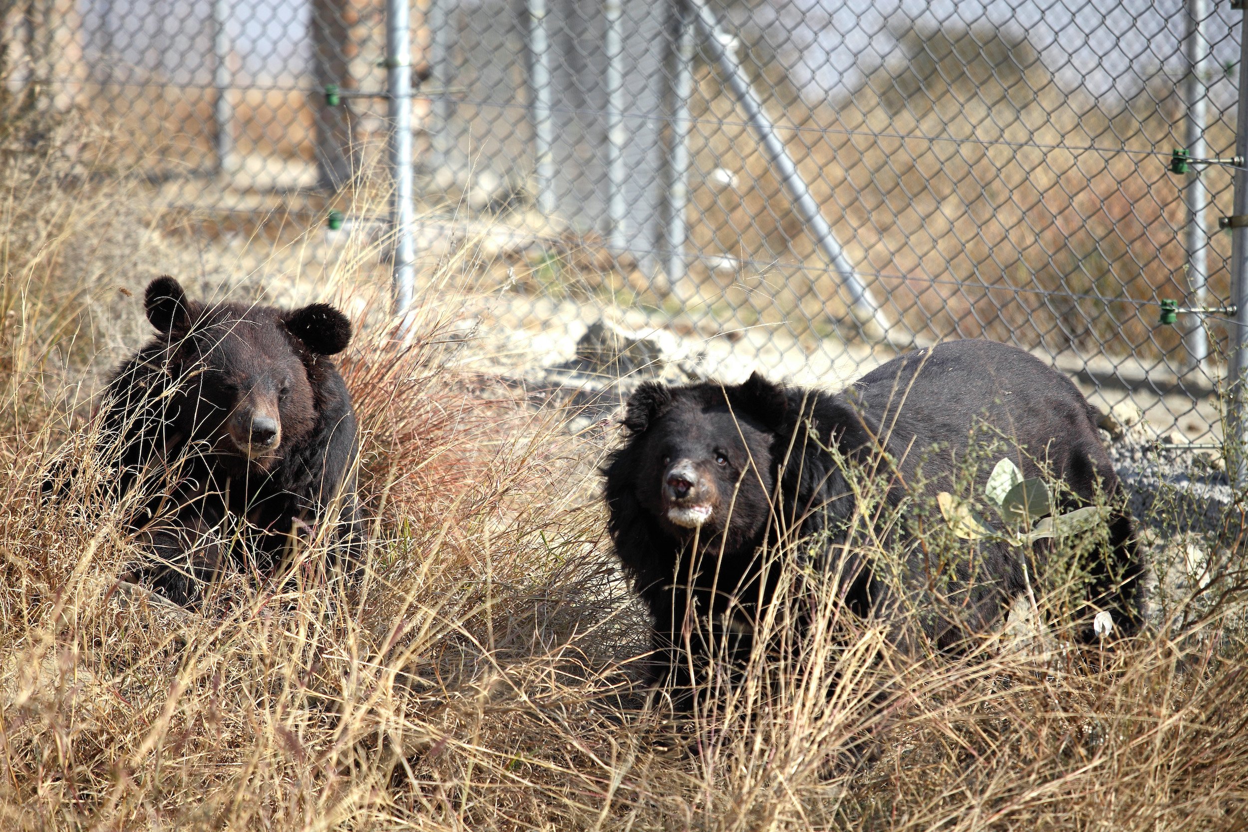 Two bears at The Balkasar Bear Sanctuary
