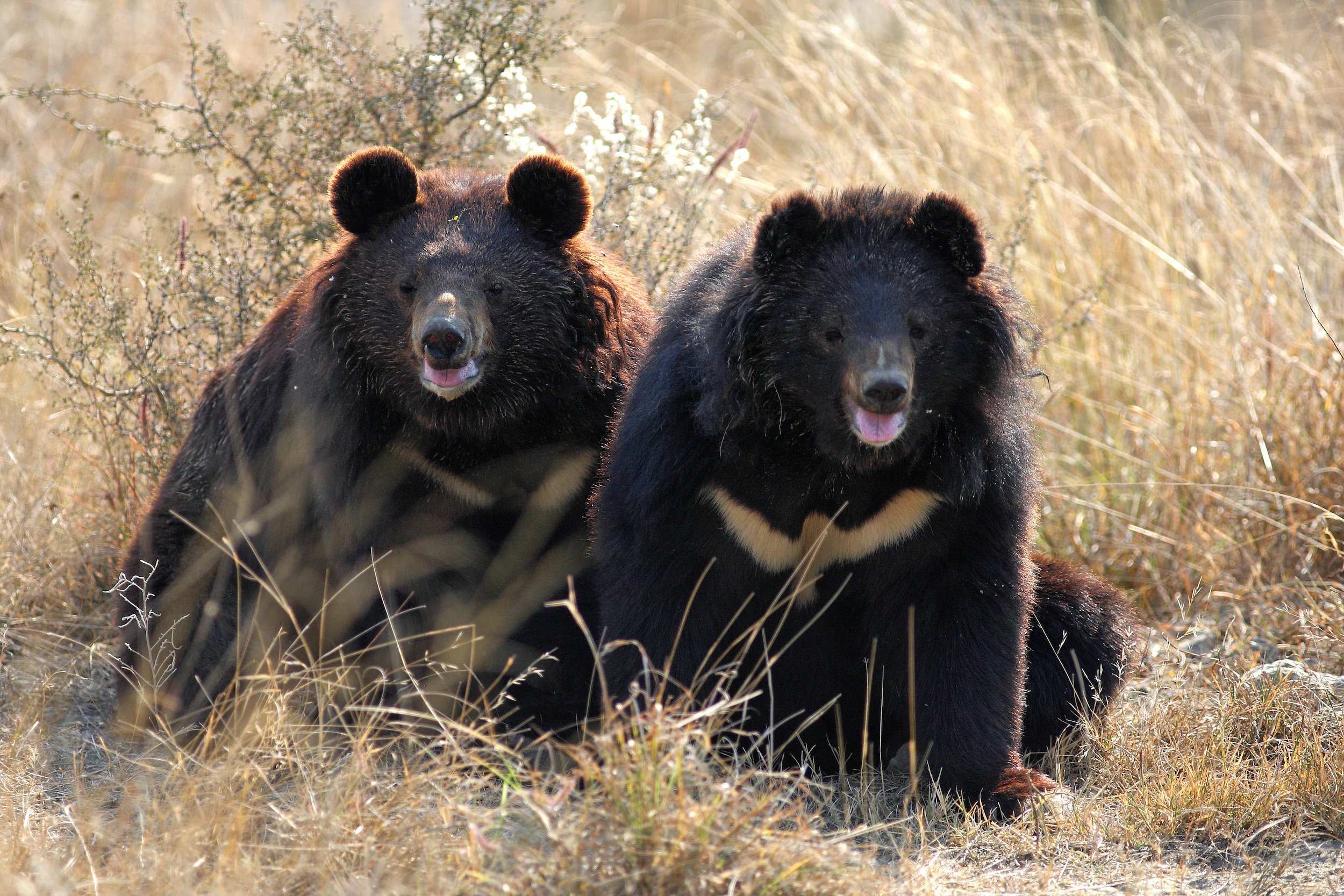 Balkasar Bear Sanctuary, Fakhar-i-Abbas