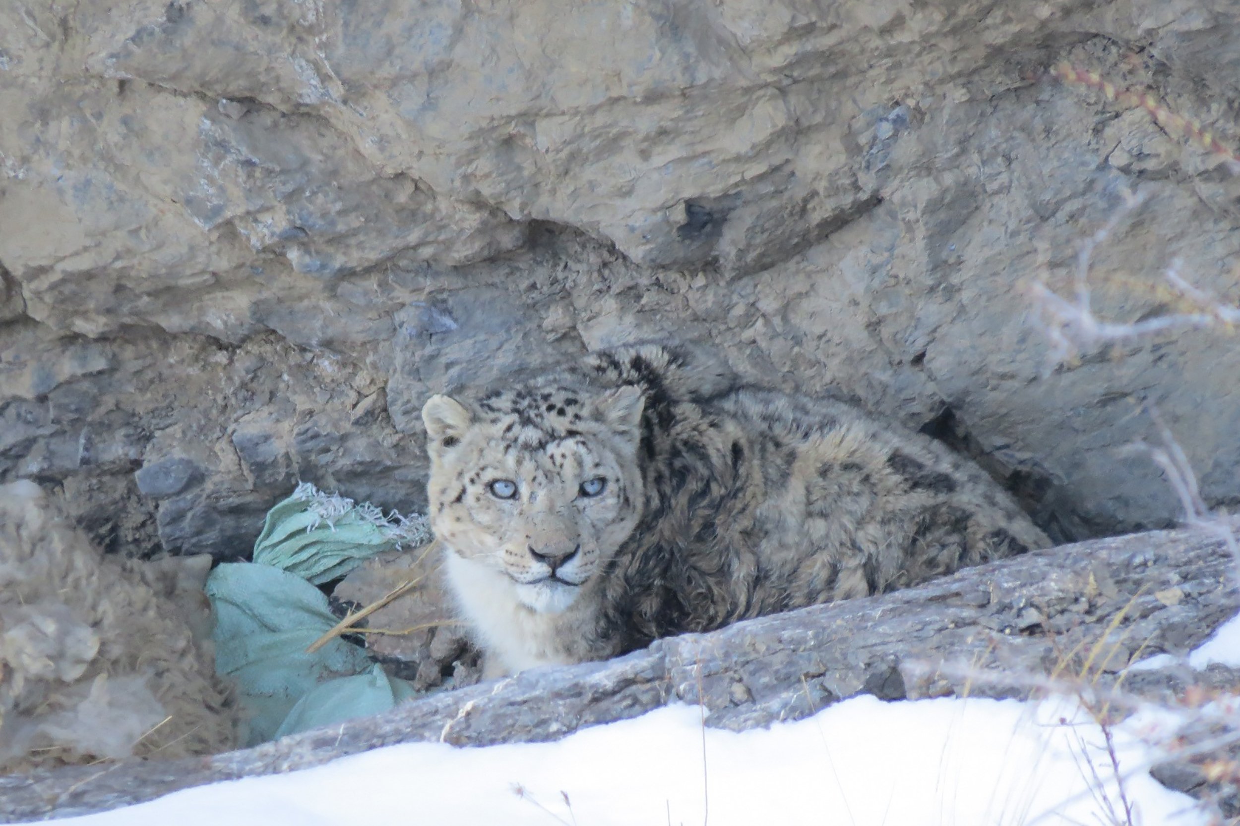 A snow leopard in Uttarakhand [image by: Sonu Negi]