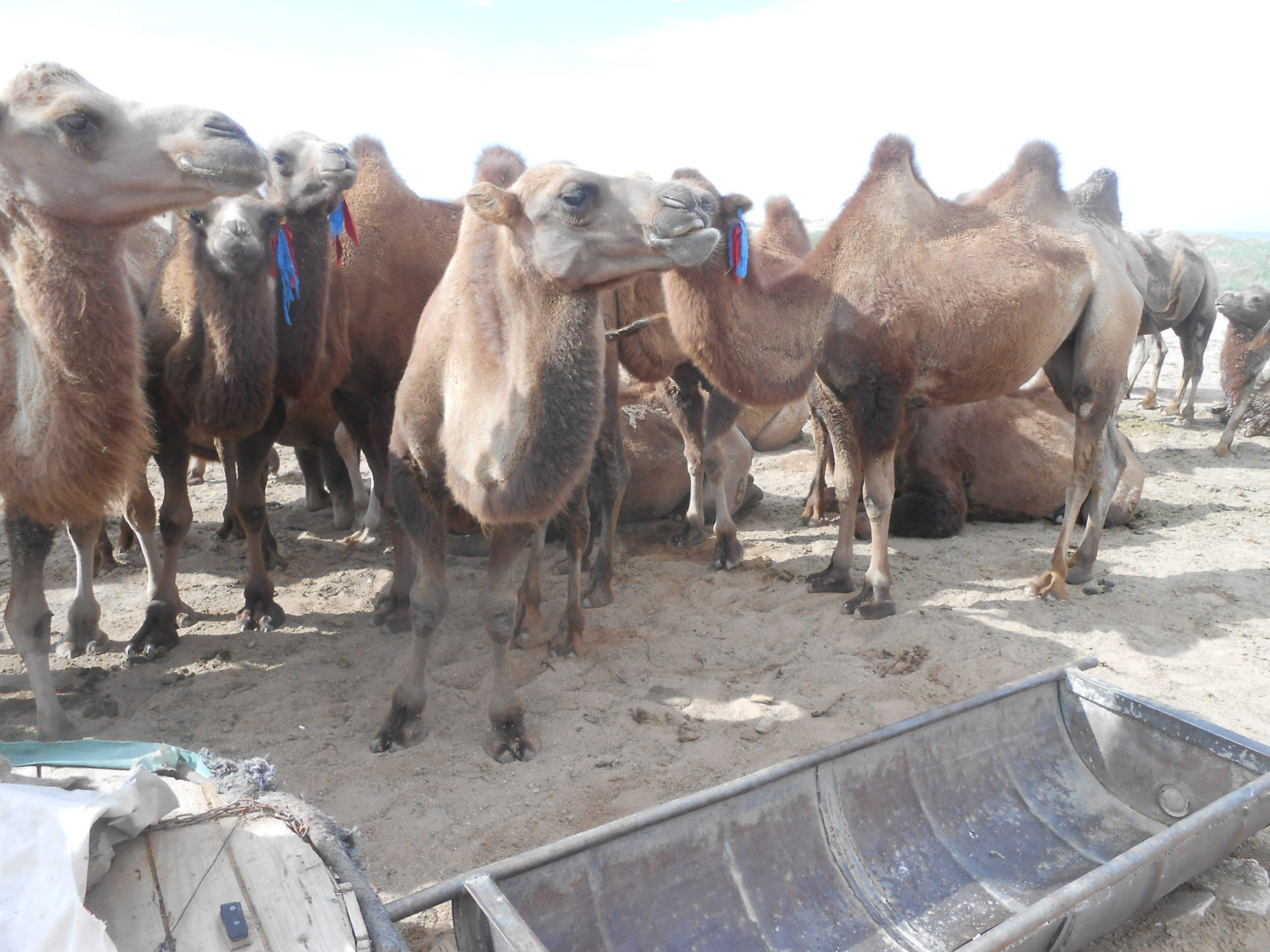 Camel herding is a traditional livelihood in the Gobi desert [Image by: Paul Robinson]