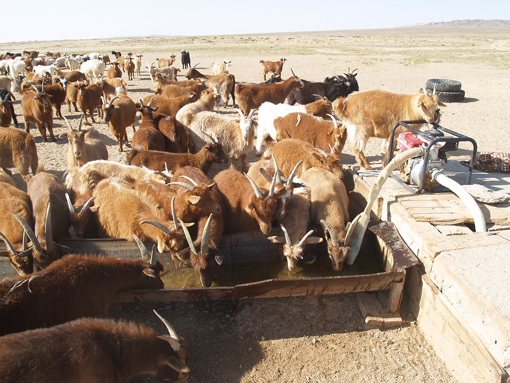 Goats quench their thirst at Ulaanbadrakh in the Gobi desert