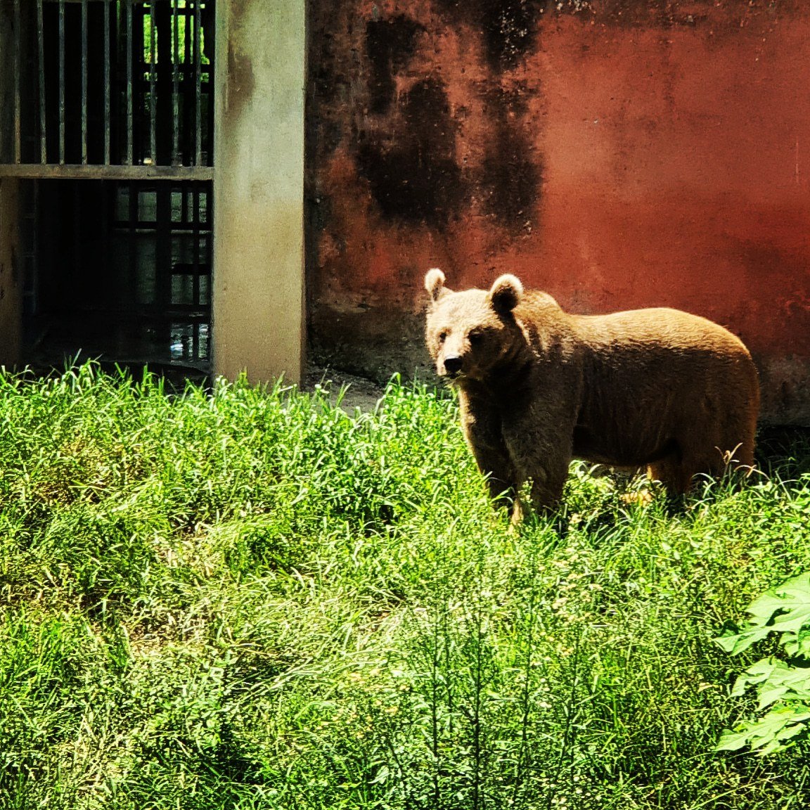 The male brown bear at Islamabad Zoo [Image by: Muhammad Bin Naveed]