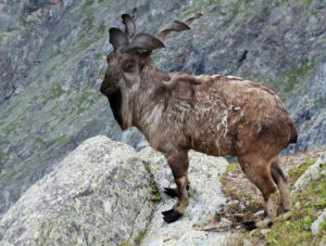 markhor mountain goat, Iakov Filimonov/Alamy