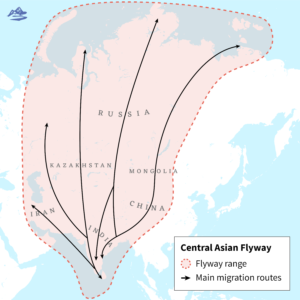central asian flyway map