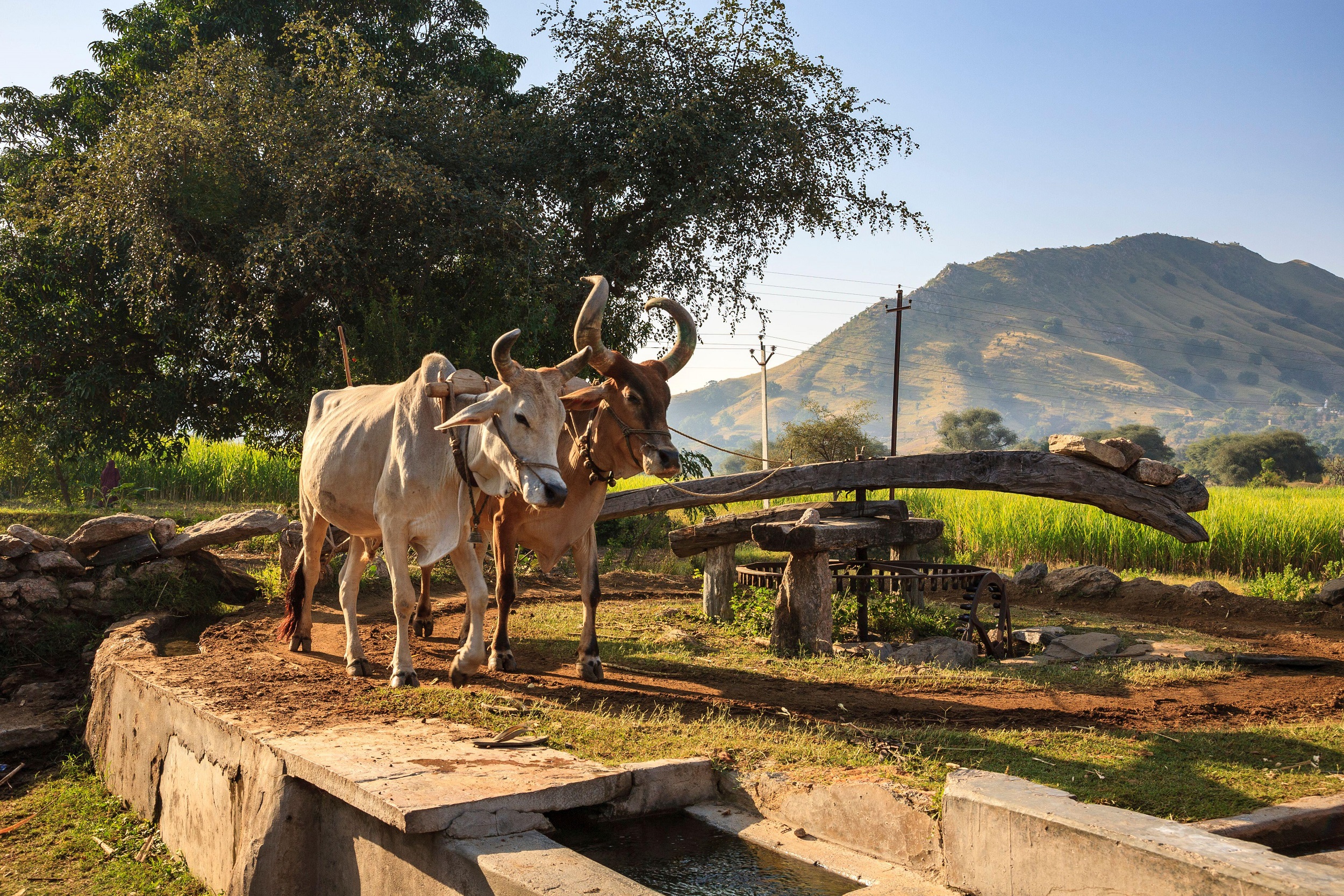 Indian cattle driving a water pump in rural Rajasthan, India [image: Alamy]