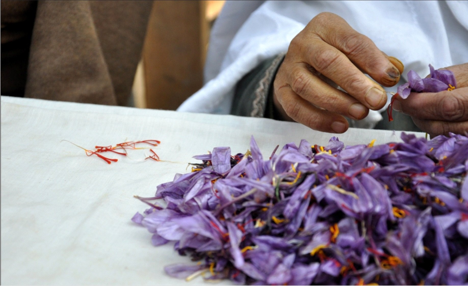 saffron threads flowers