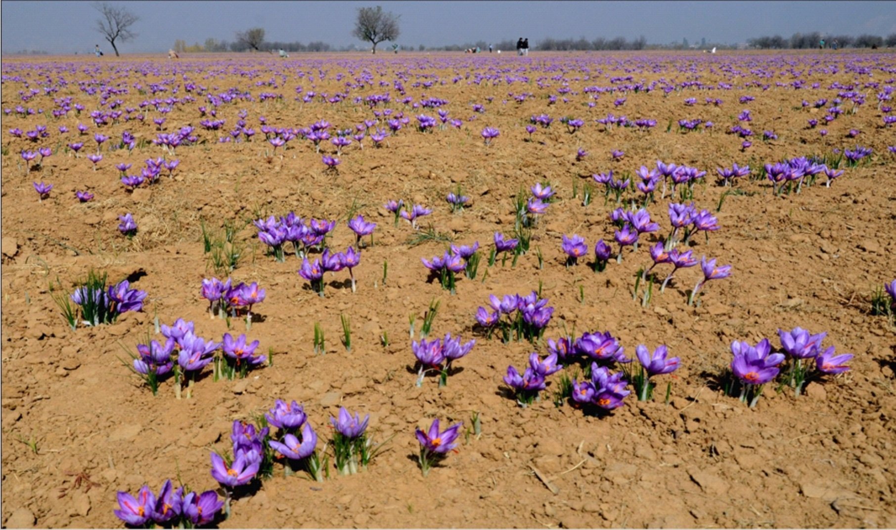 Saffron fields in full bloom [image by: Safina Nabi]