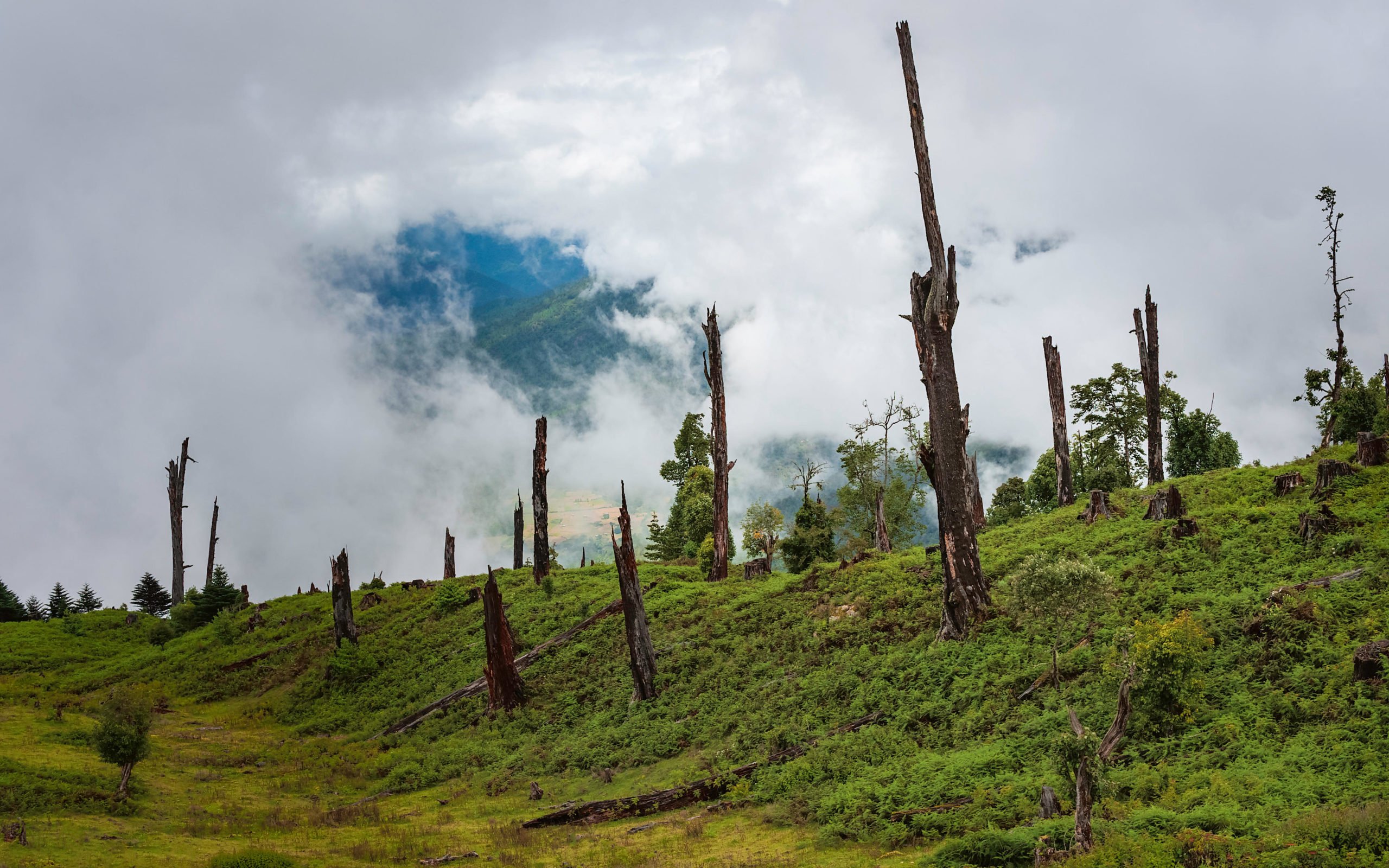 deforestation, Tawang, Arunachal Pradesh, Daniel J. Rao / Alamy