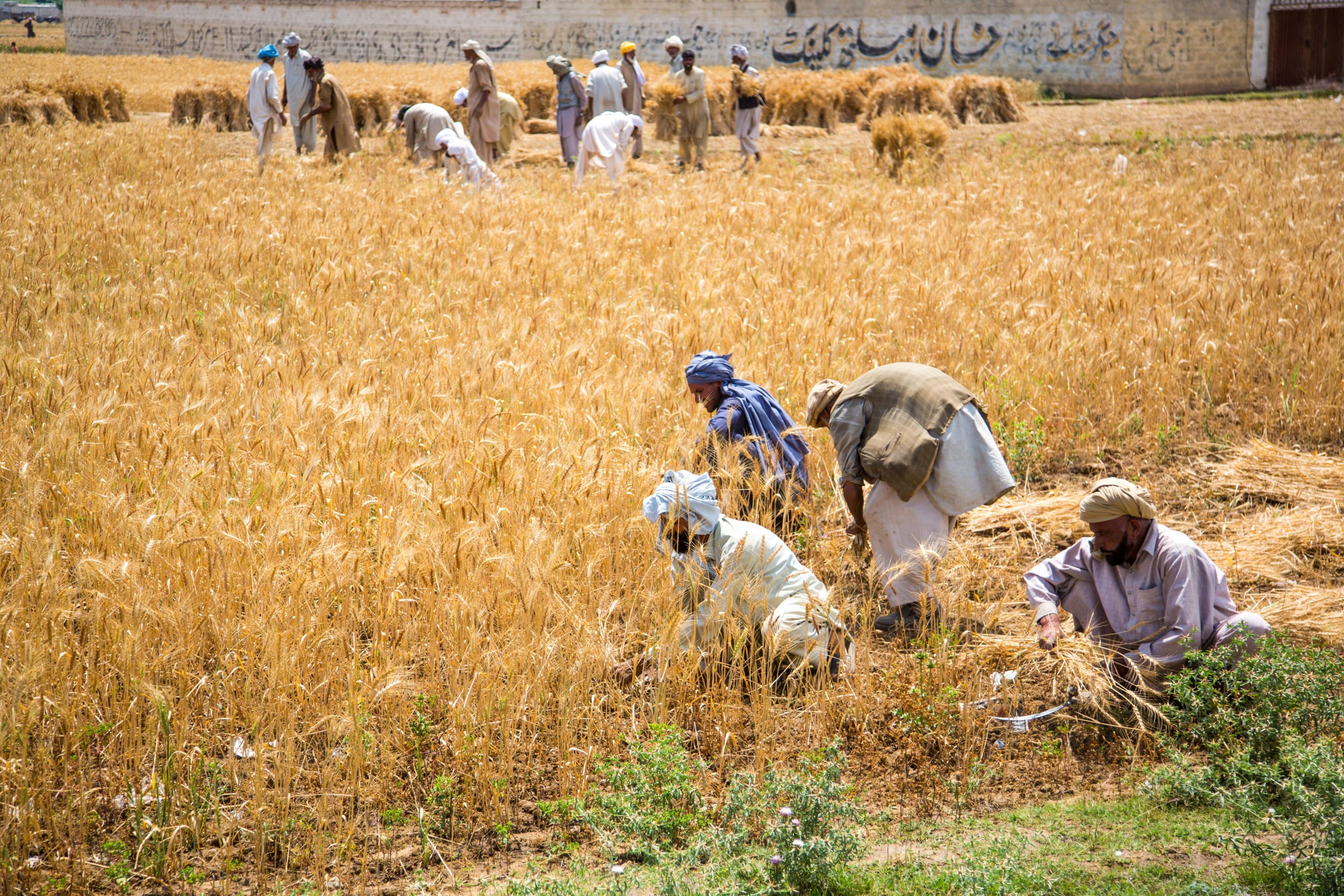 Harvest Pakistan, dbimages / Alamy