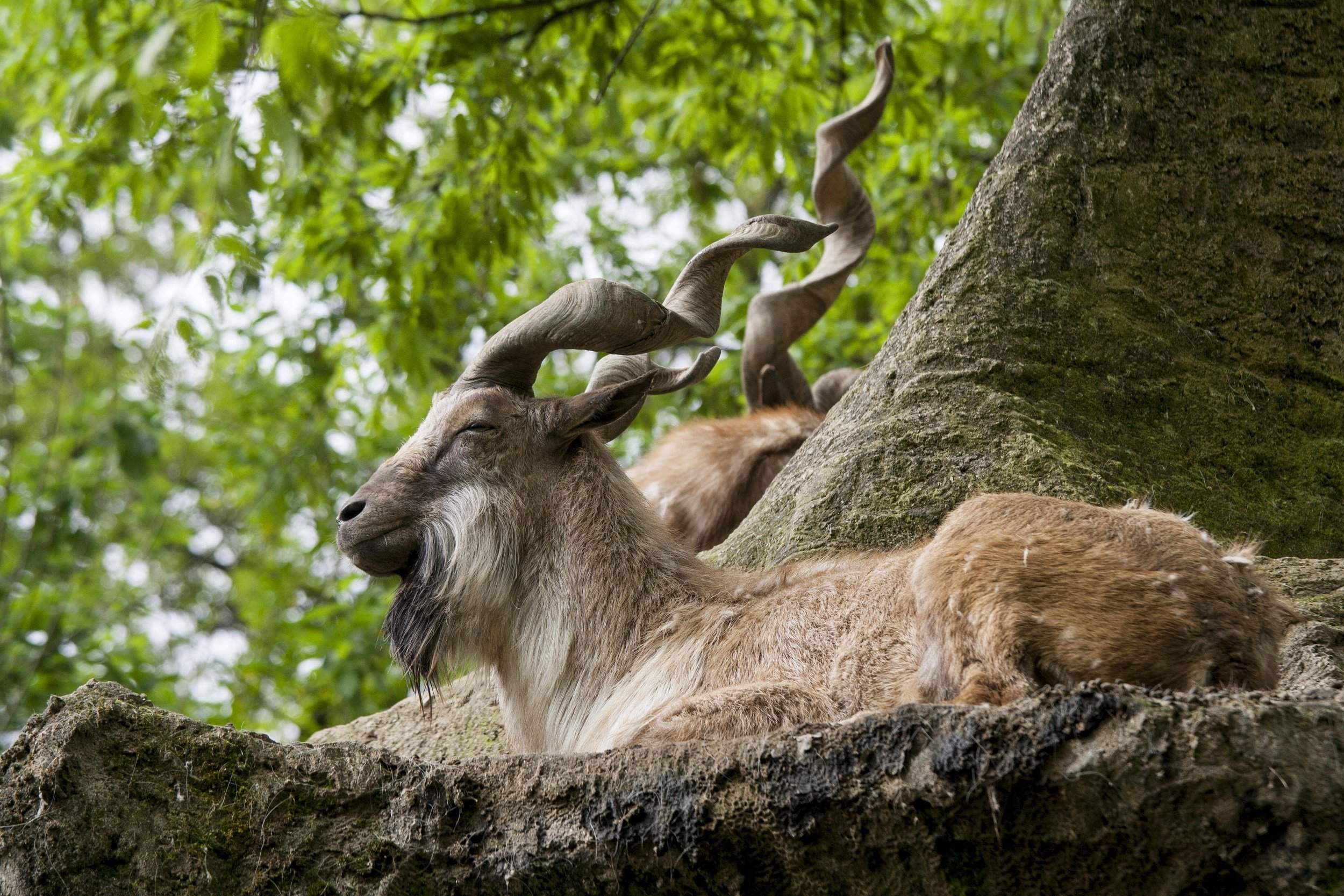 Markhor struggling to survive in Kashmir | The Third Pole
