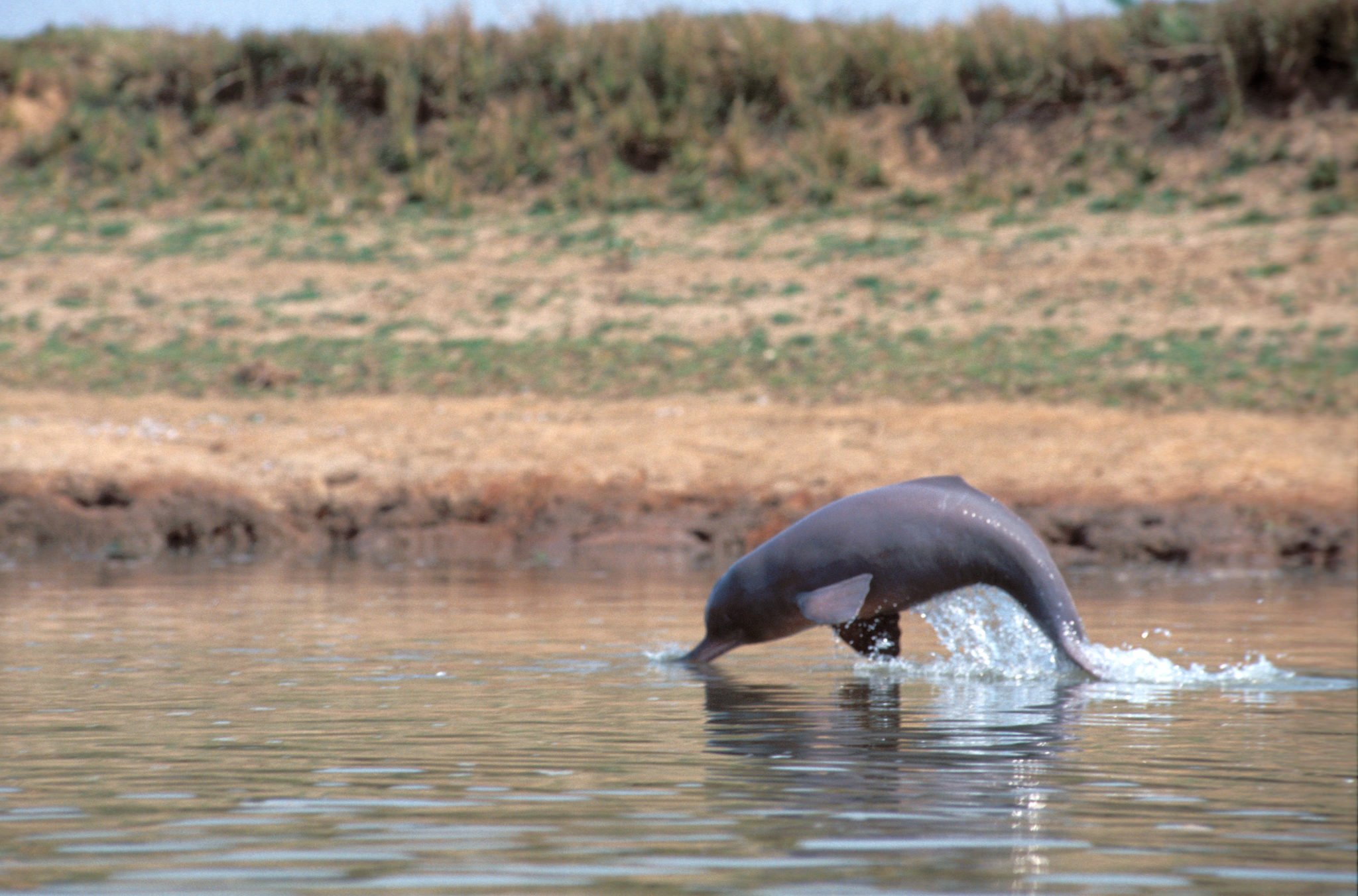 An encounter with the elusive Gangetic dolphin | The Third Pole
