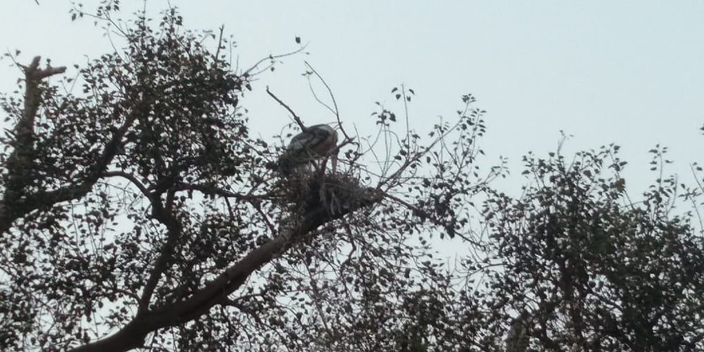 a nesting Greater Adjutant Stork