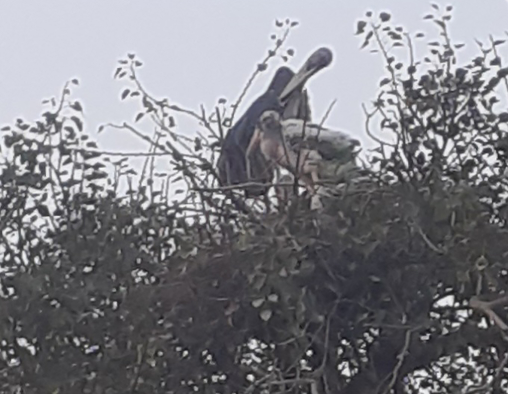 breeding pair of Greater Adjutant Storks in Kadwa Diara