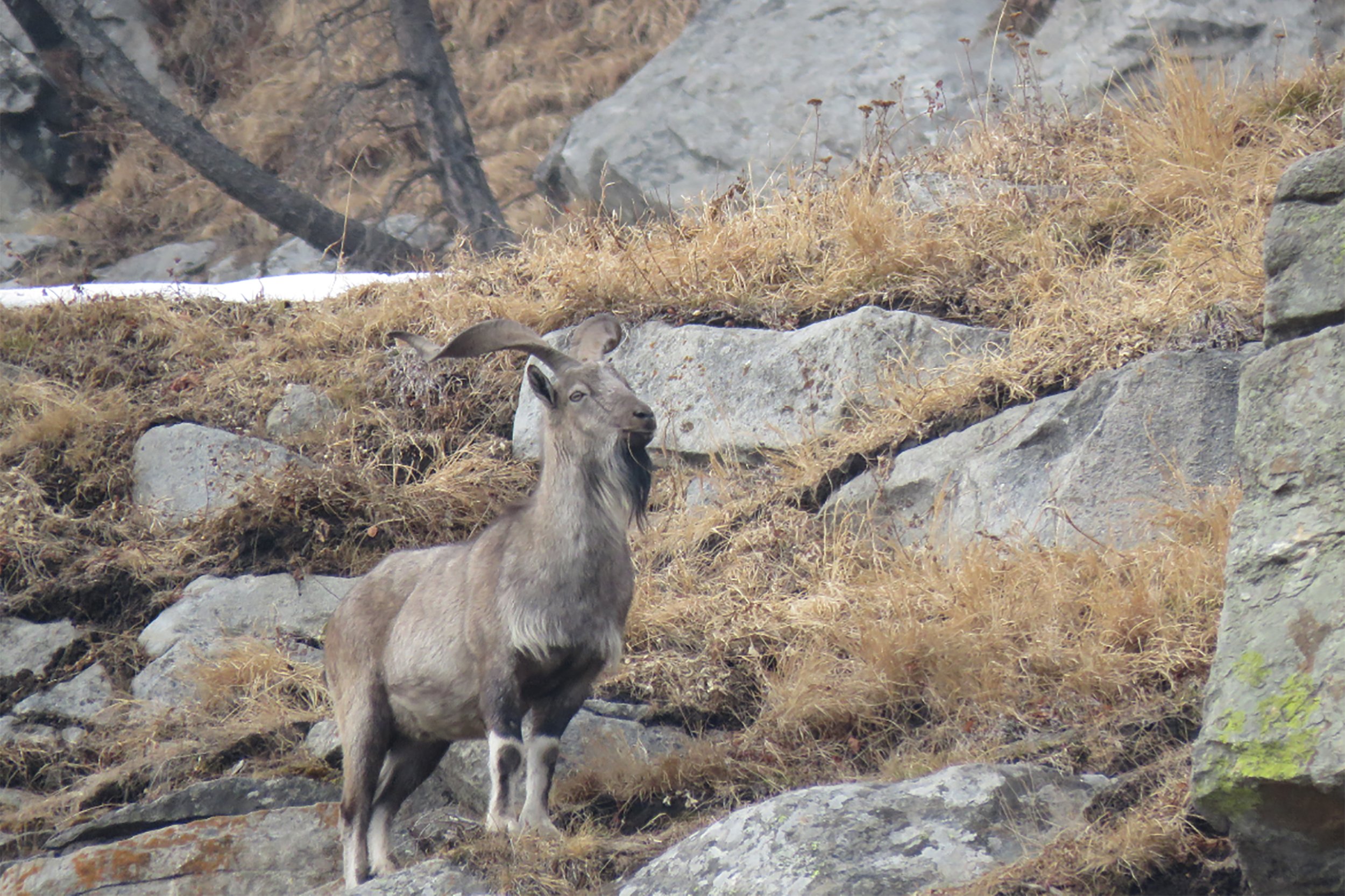 A Markhor in the wild [image courtesy: Wildlife Trust of India]