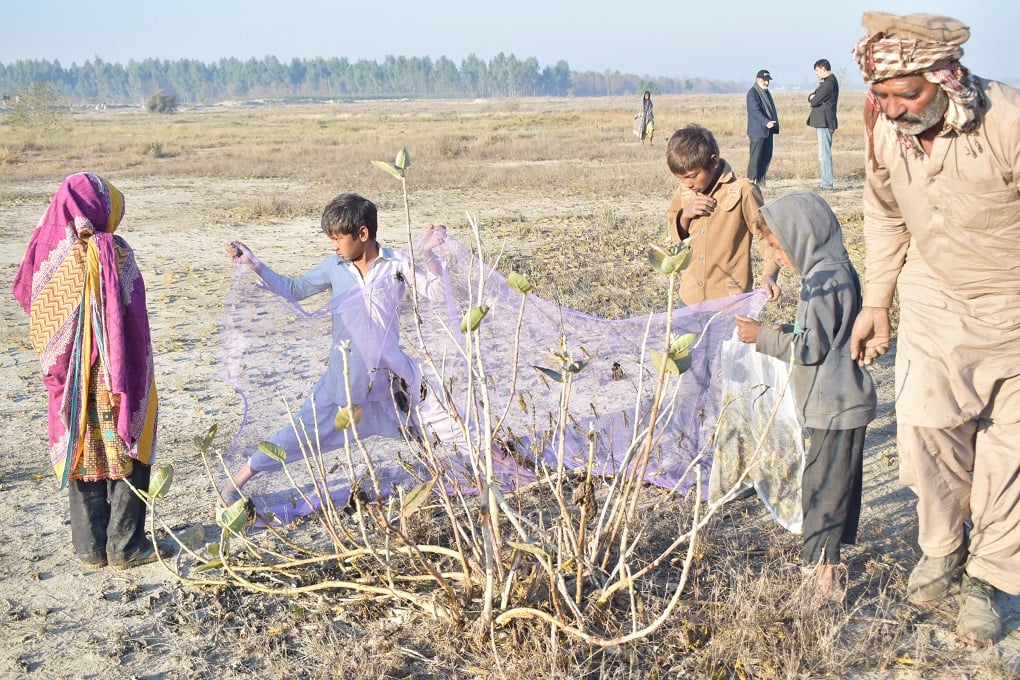 Community collect locusts to use for chicken feed, Okara,Pakistan (Credit: Br Muhammad Khurshid)