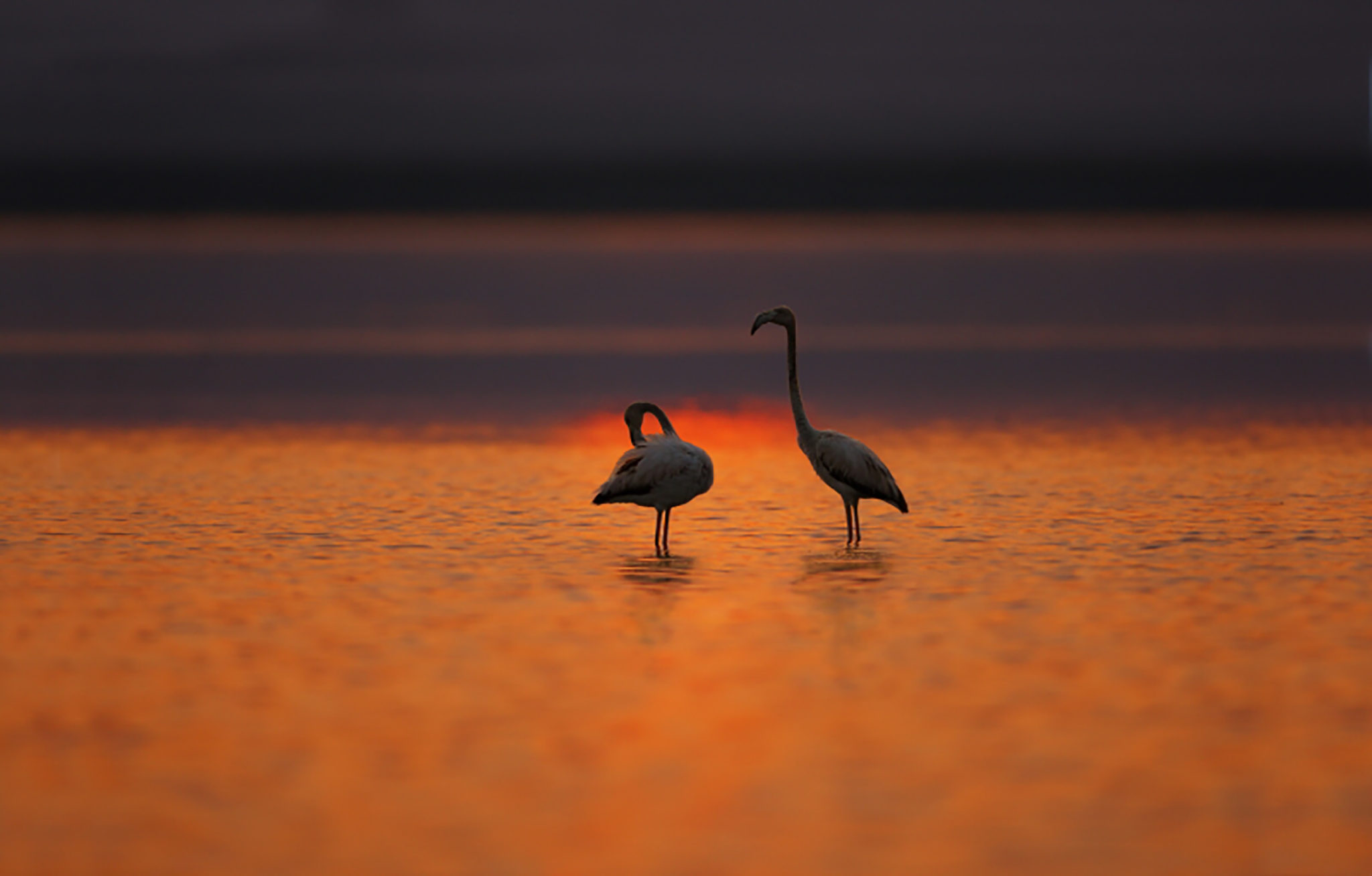 Ramsar site - two flamingos at dusk Uchhali wetlands