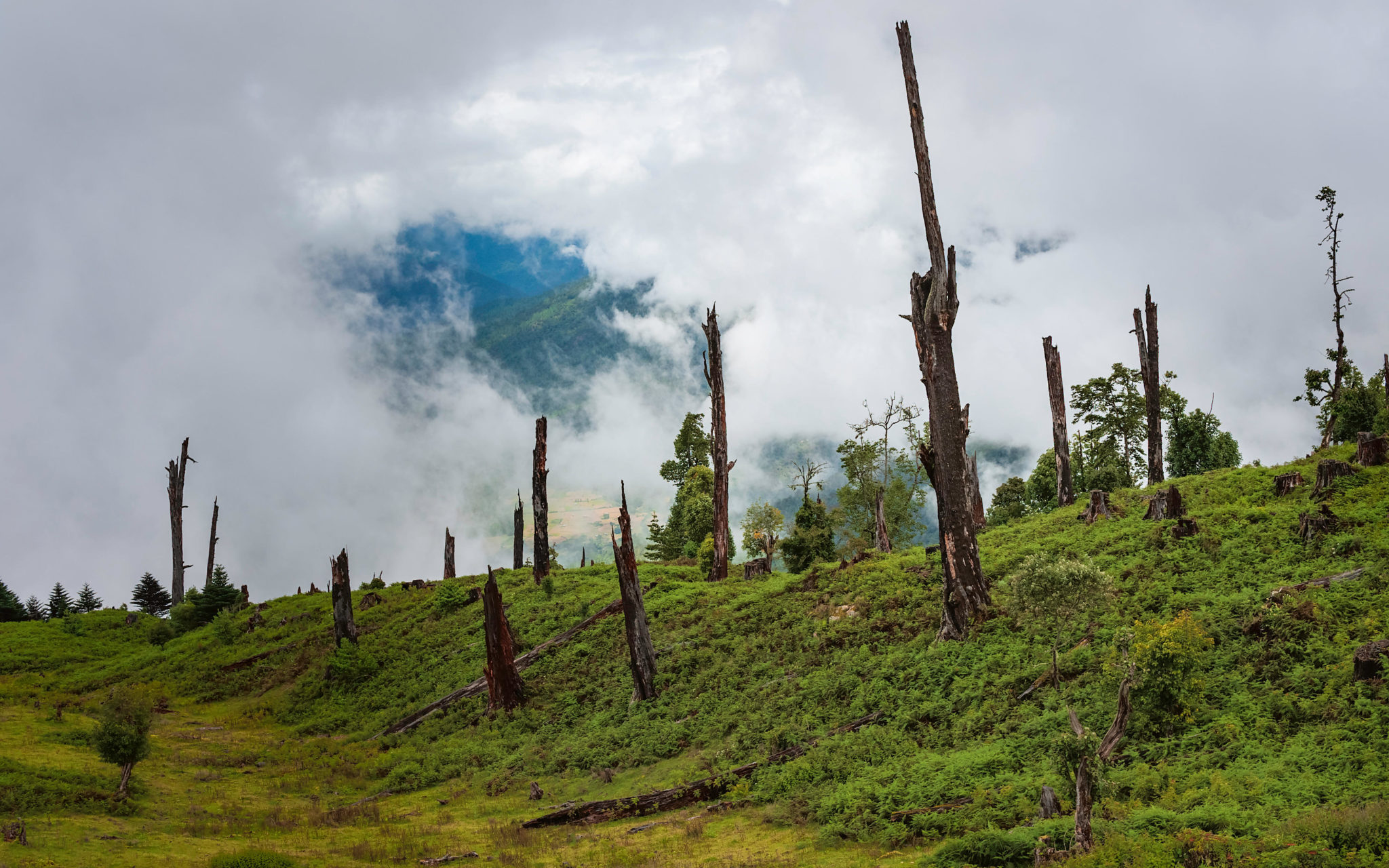 deforestation in Tawang Arunachal Pradesh Himalayas