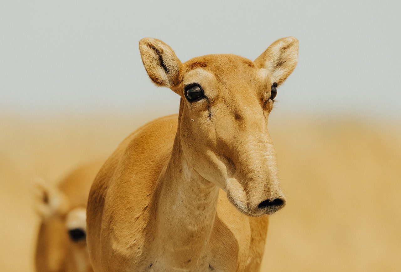 Saiga antelope central asia saiga
