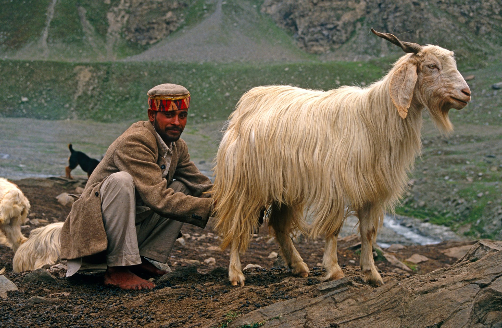 A Gaddi milks a goat in Chamba valley, Himachal Pradesh [Image by: Alamy]