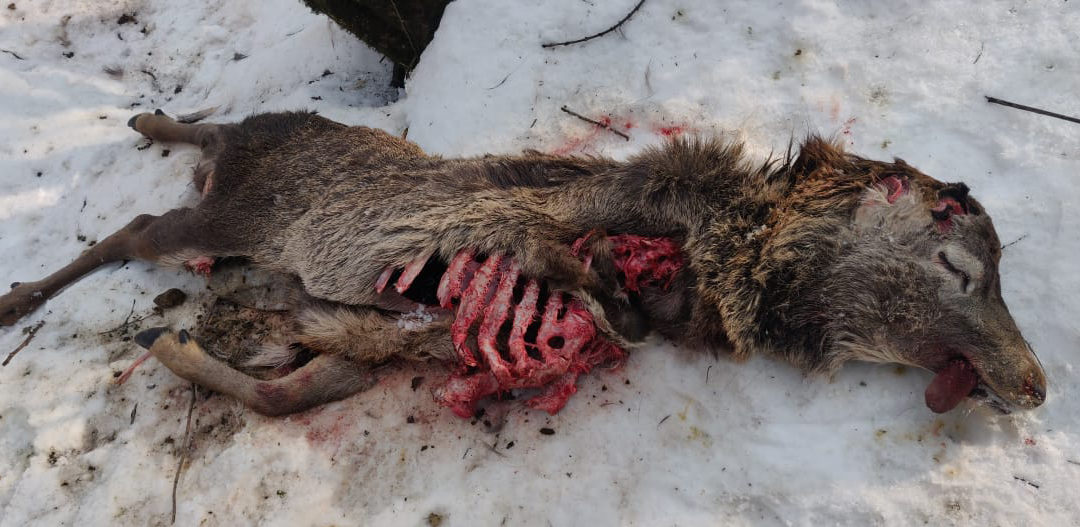 The carcass of the Hangul found in Pehlipora area within the Dachigam Wildlife Sanctuary on January 17