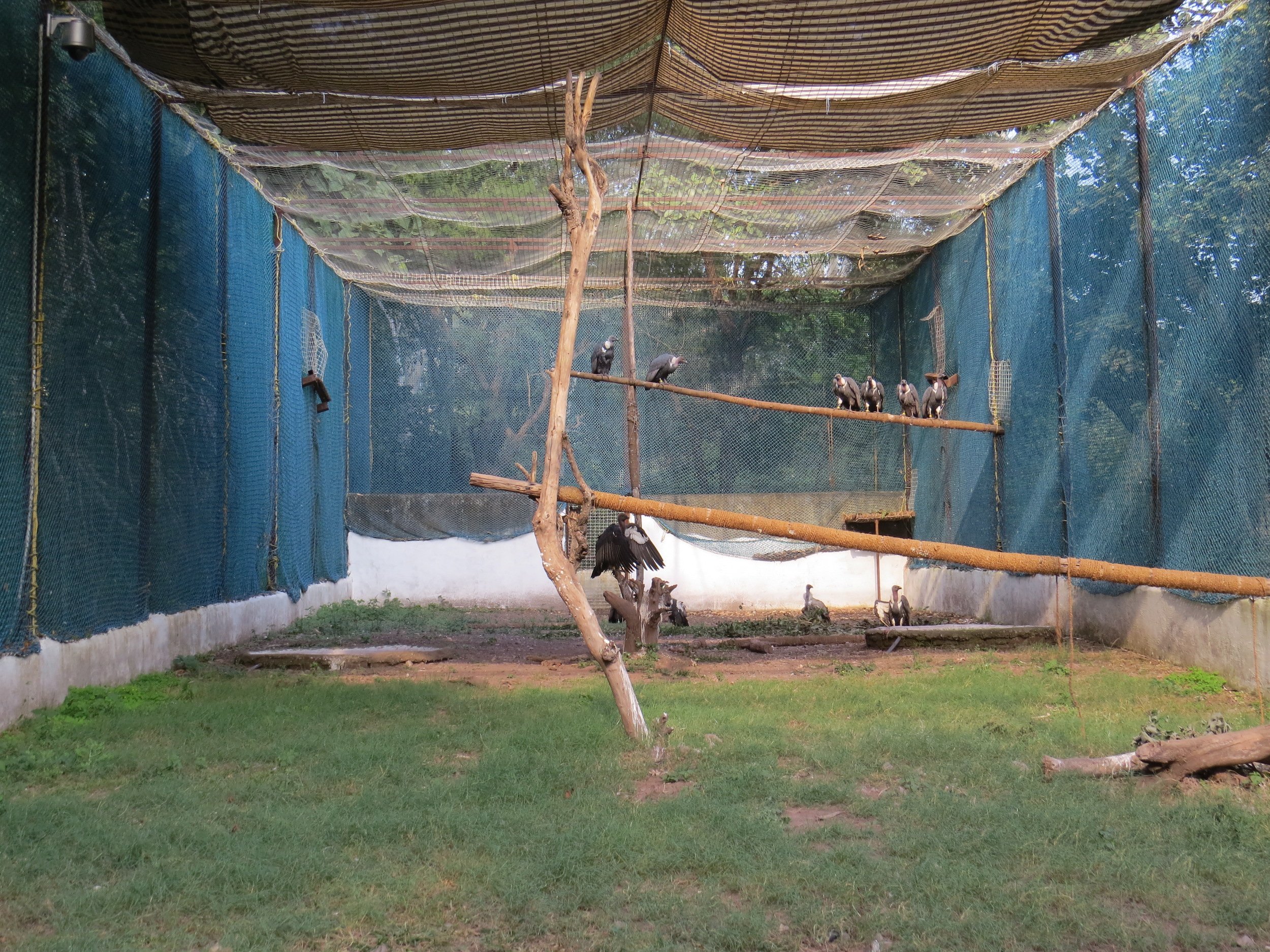 Captive white-rumped vultures at the Pinjore aviary in Haryana