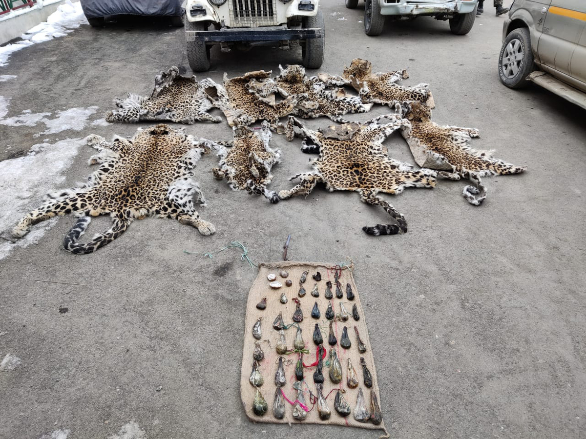 The seizure from alleged wildlife traffickers [image by: Ministry of Environment, Forests and Climate Change, Government of India]