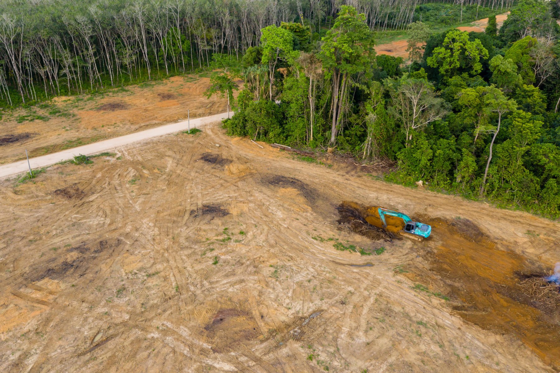 Aerial view of deforestation.  Rainforest being removed to make way for palm oil and rubber plantations [image: Alamy]