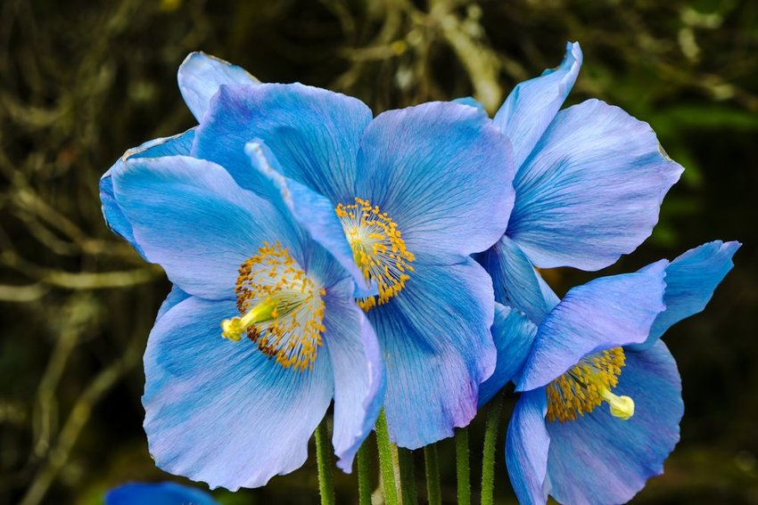 Himalayan blue poppy [image by:: Debu55y / Shutterstock]