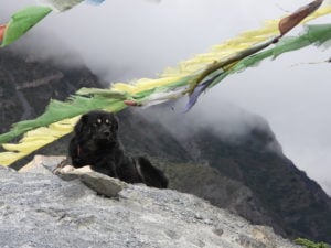Dogs are a part of Himalayan life and culture. A dog rests outside a Karma Samten Ling monastery in Ngarwal, Annapurna Conservation Area [image by: Debby Ng]