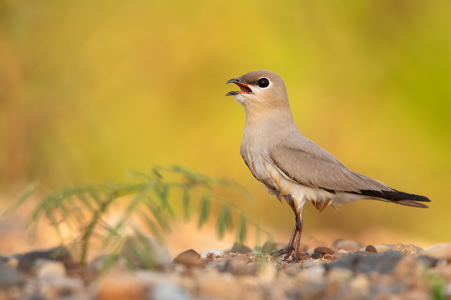 <p>There may be fewer than 1,000 pairs of small pratincoles along Thai stretches of the Mekong (Image: Ayuwat Jearwattanakanok)</p>