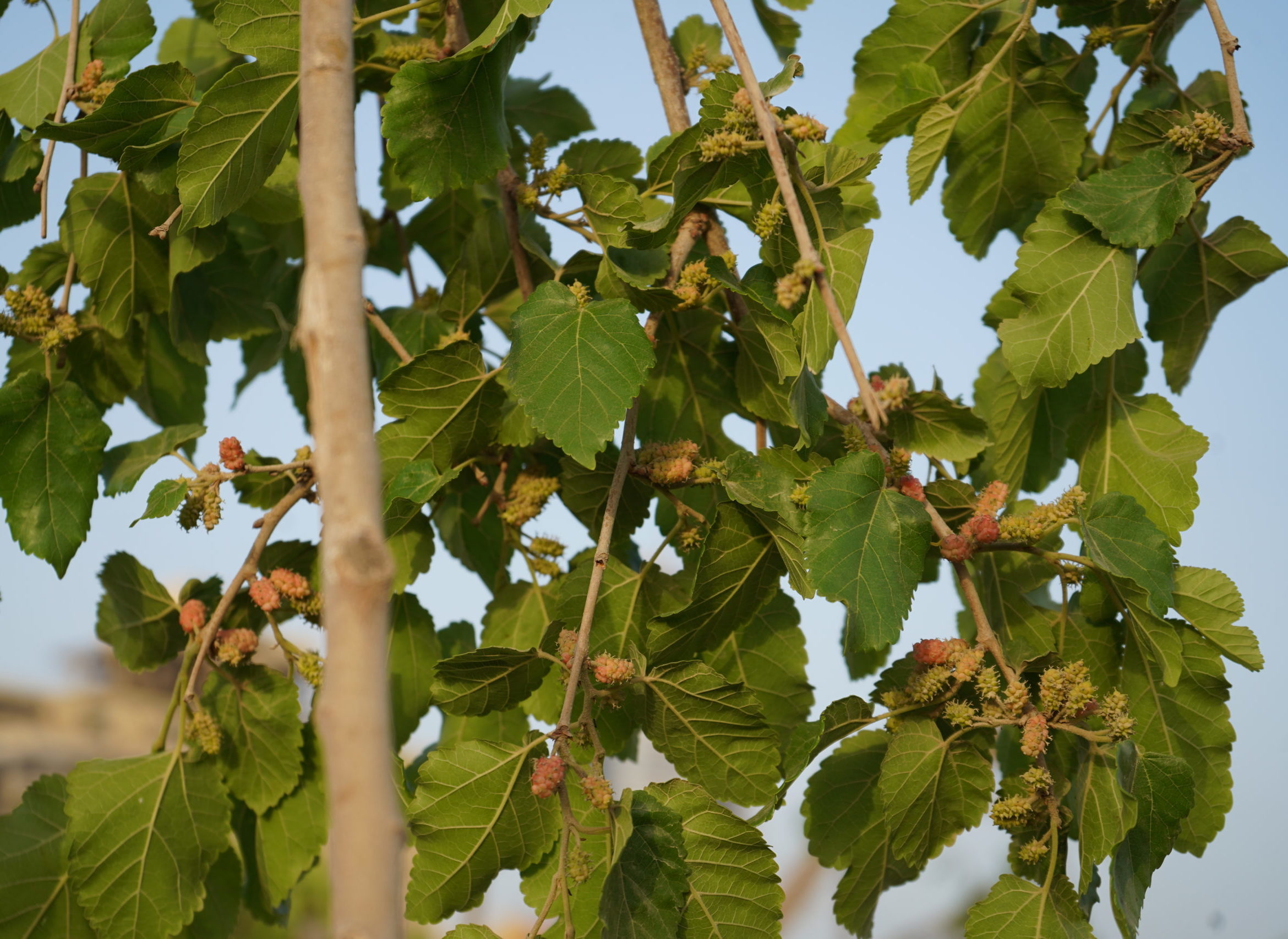 Mulberry fruit trees, Clifton, Karachi, Pakistan, Manoj Genani