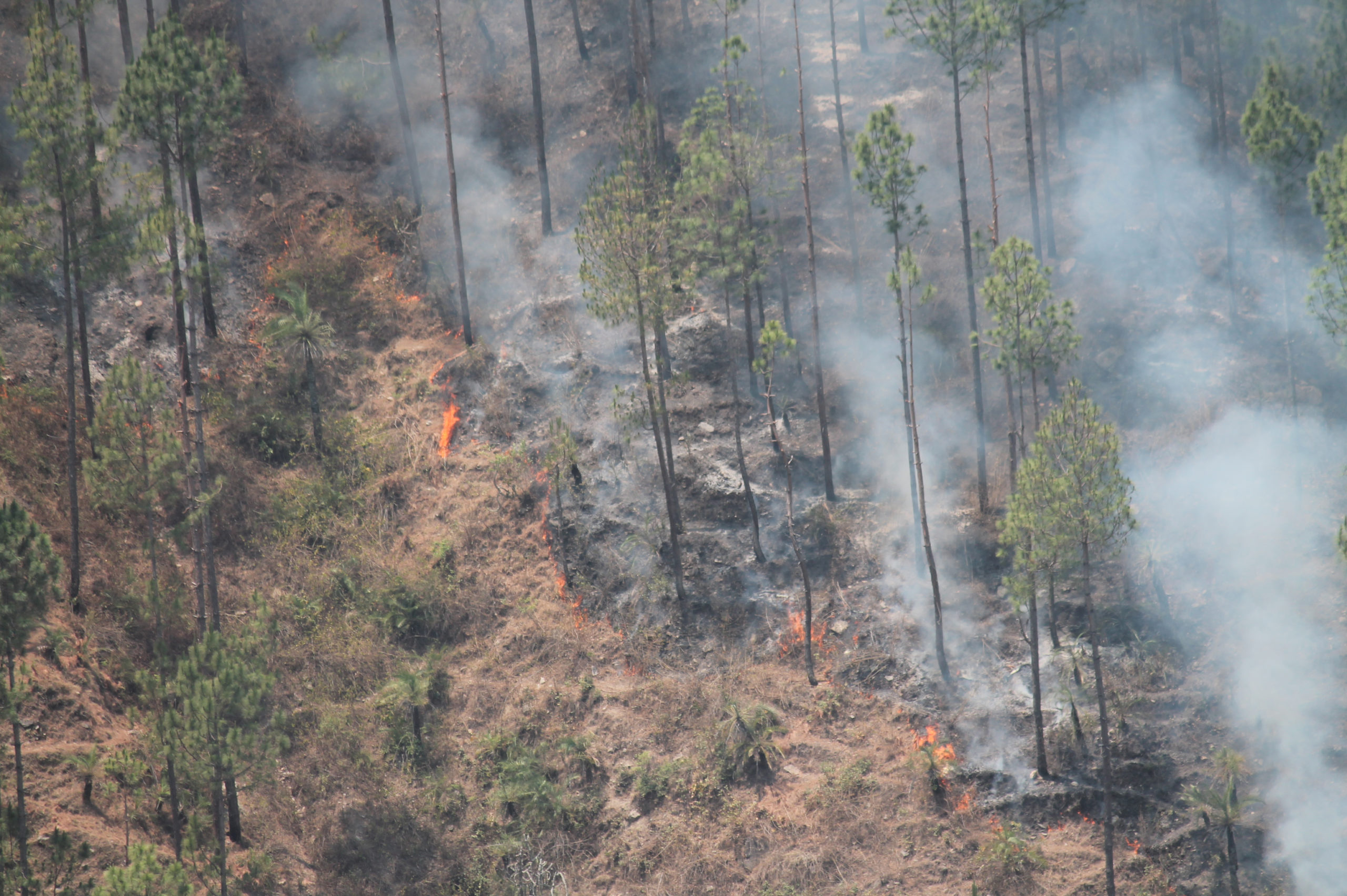 Fires ravage forests in Himalayas, threatening health and biodiversity