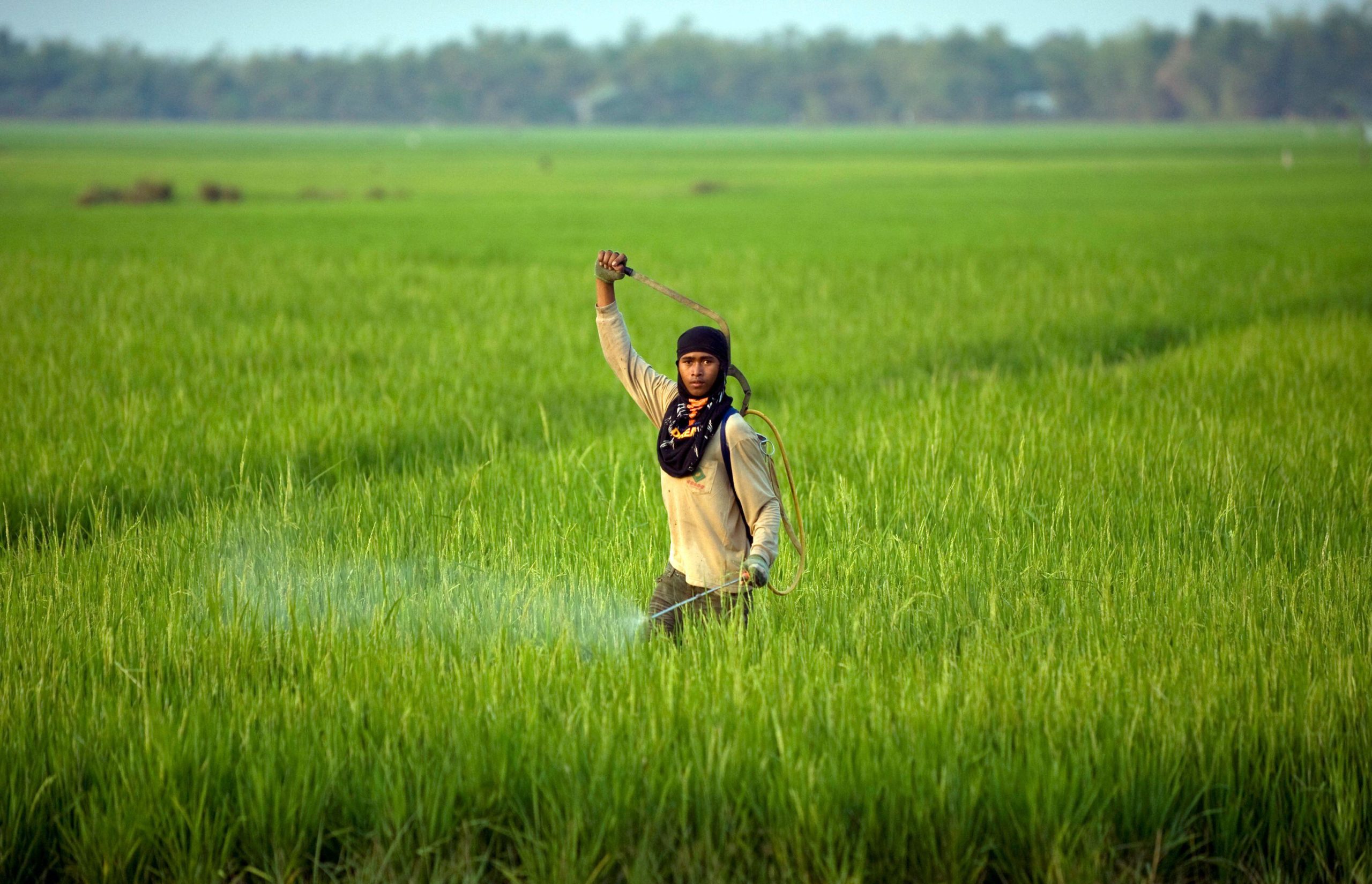 Farmer Som Boo sprays insecticide on his rice field in Reang Kesei, located in Cambodia's western Battambang province February 10, 2009. REUTERS/Adrees Latif (CAMBODIA)