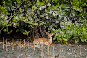<p>A young chital in Bangladesh’s Sunderbans, the world’s largest mangrove forest (Image: Cindy Hopkins / Alamy)</p>