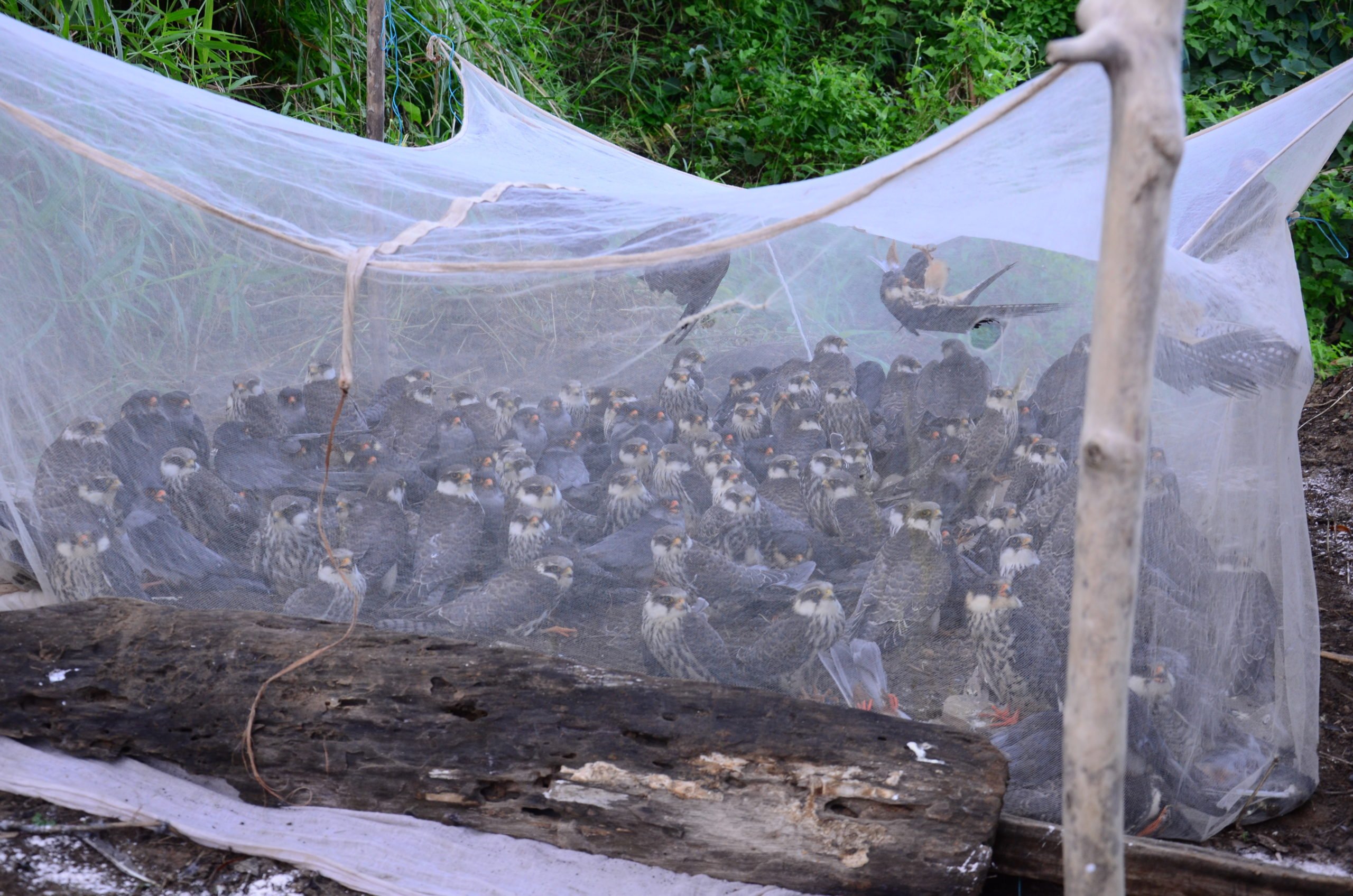 Amur falcons trapped Doyang reservoir, Nagaland Wildlife & Biodiversity Conservation Trust