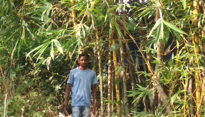 A farmer in front of a bamboo groove.