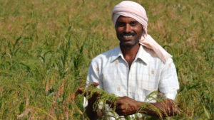 <p>Sunil Kundgol of Itigatti village in Karnataka grows six varieties of millets on his farm including Proso Millet. (Photo by Sahaja Samruddha)</p>
