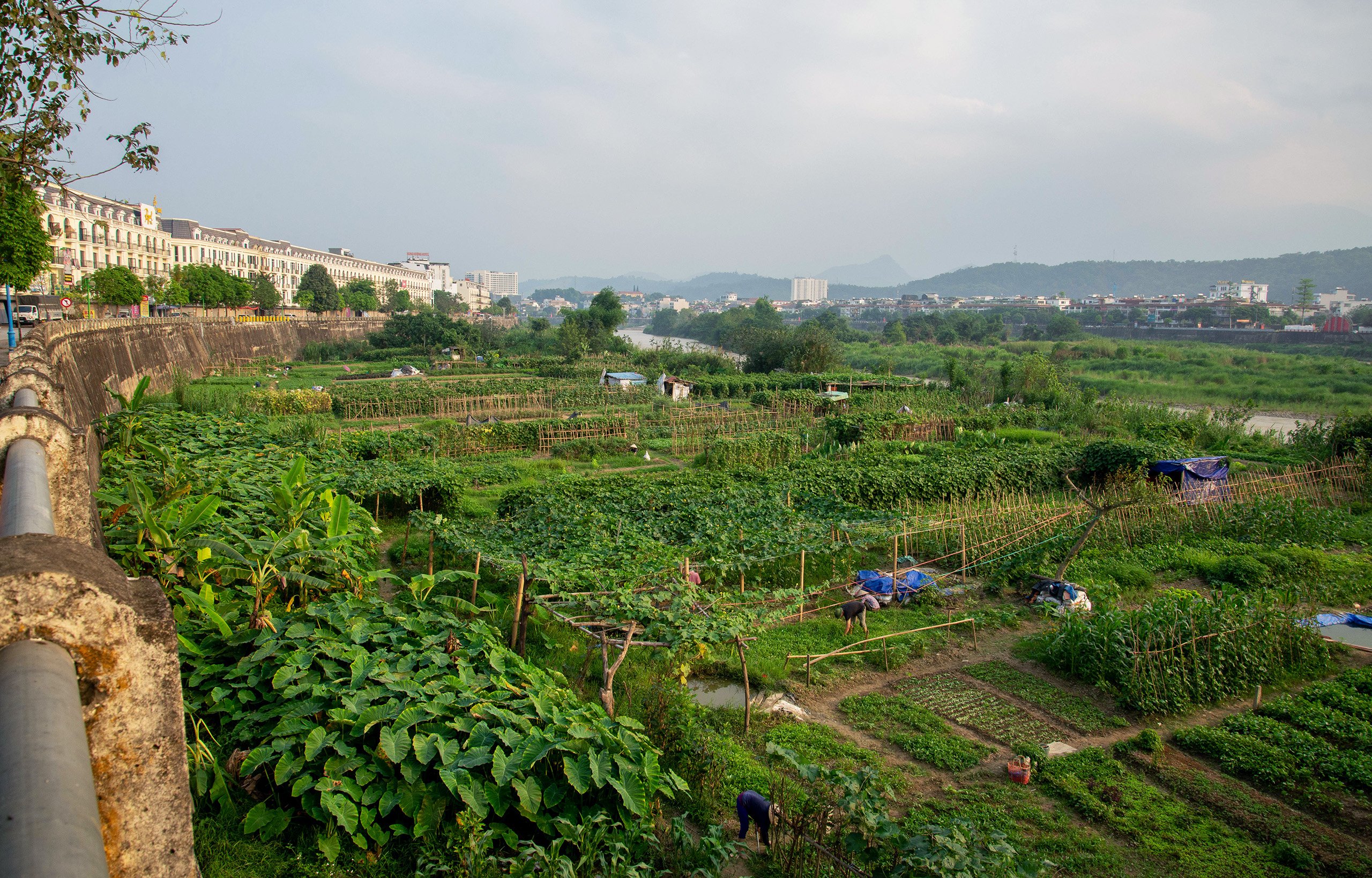 People grow crops on the banks of the Red River in Lao Cai, Vietnam, Linh Pham