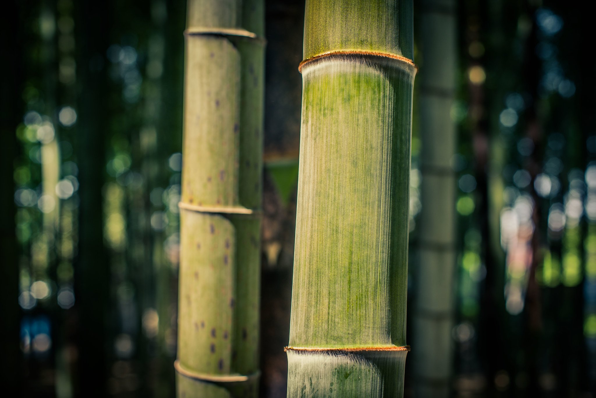 bamboo India