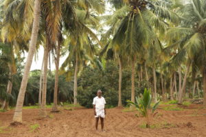 <p>Kathalingam, a farmer from the Thanjavur region of Tamil Nadu, grows both coconut and oil palm. Most farmers in his village have stopped cultivating oil palm as they find it financially unviable. (Image: Santhakumar Chakravarthy / China Dialogue)</p>